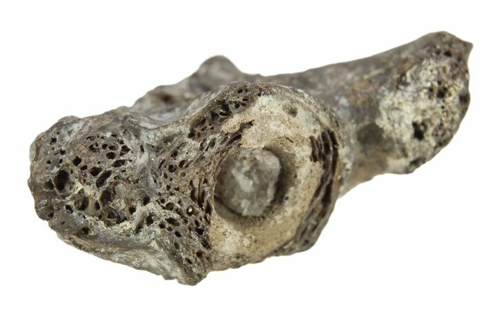 Permian Reptile Fossil Vertebra - Oklahoma #261418
